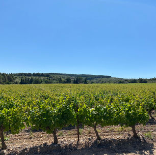 TiLLEY France and Our Exceptional Wine Village: Fitou