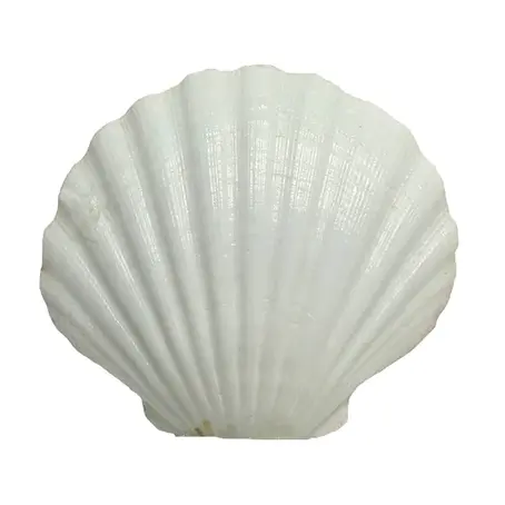 Shell