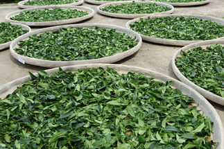 Withering dong ding wulong tea
