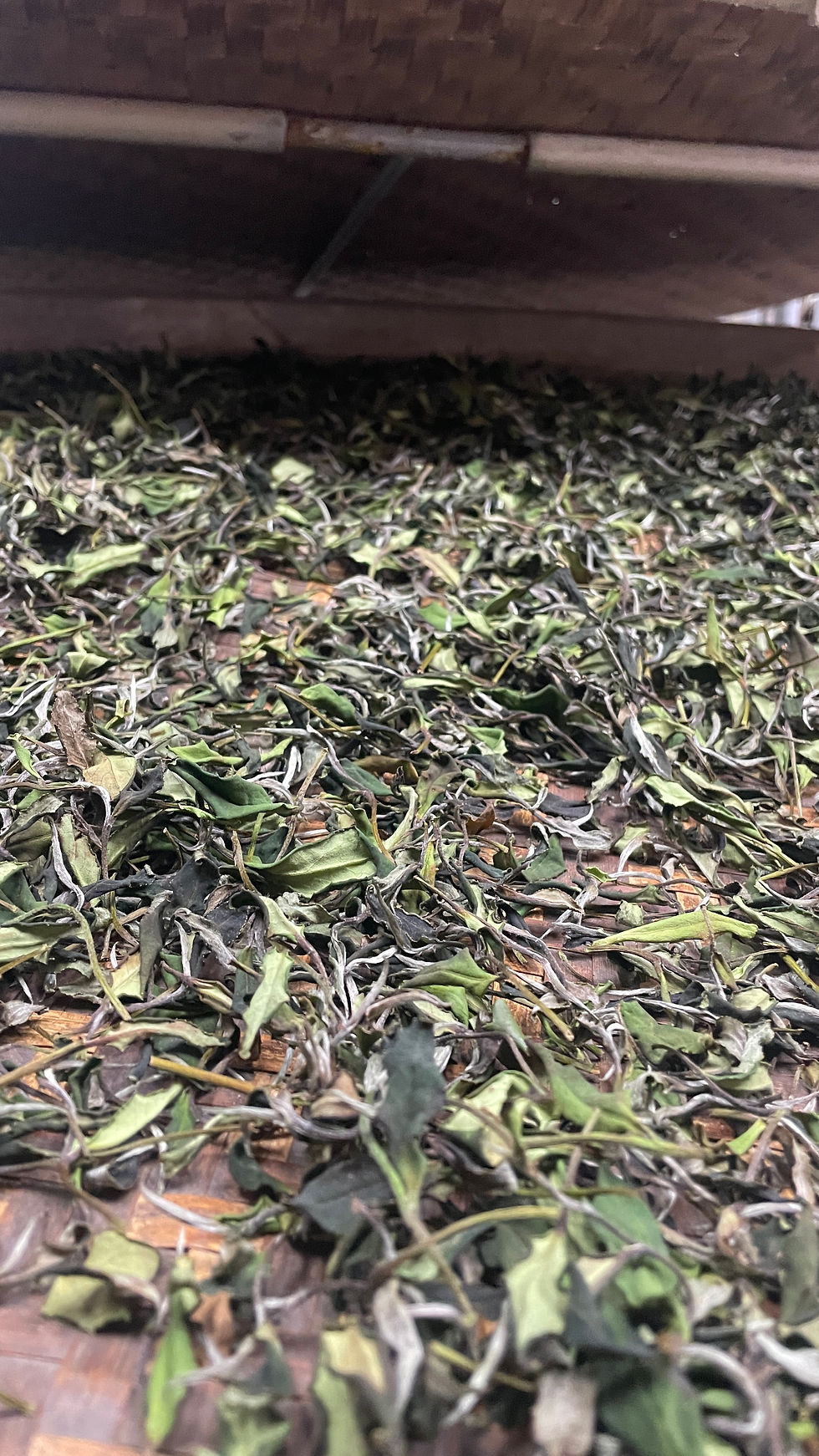 Thumbnail: Lishan White Peony