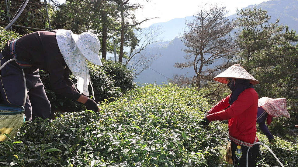 Miniatura: 梨山紅茶 - Té rojo Lishan - Verano