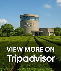 O’sulloc Tea Museum_TA.webp
