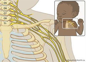 brachial plexus image.jpg