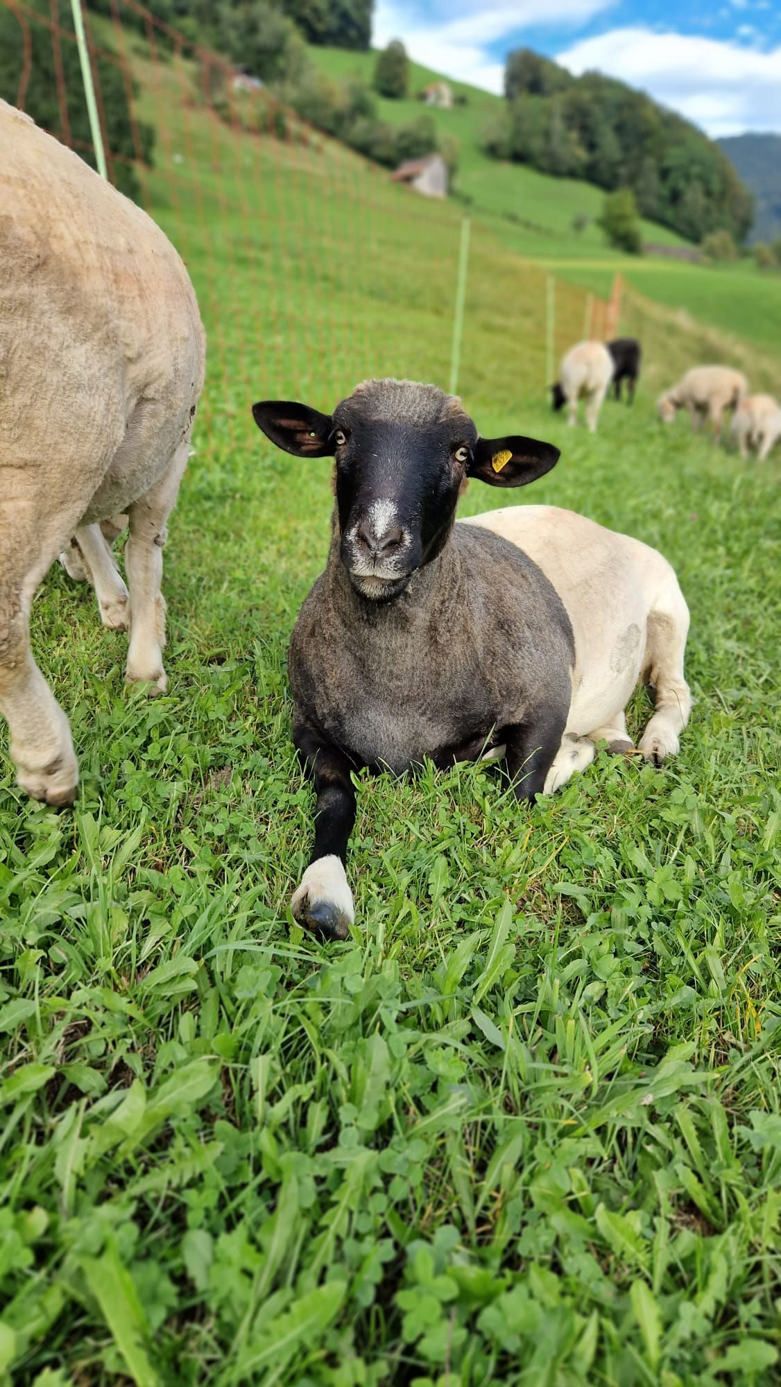 Patenschaf(t) für Akami
