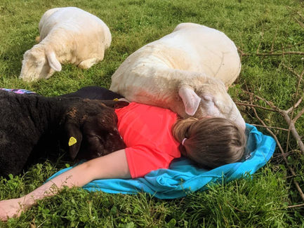 Die Schafe als sanfte Therapeuten