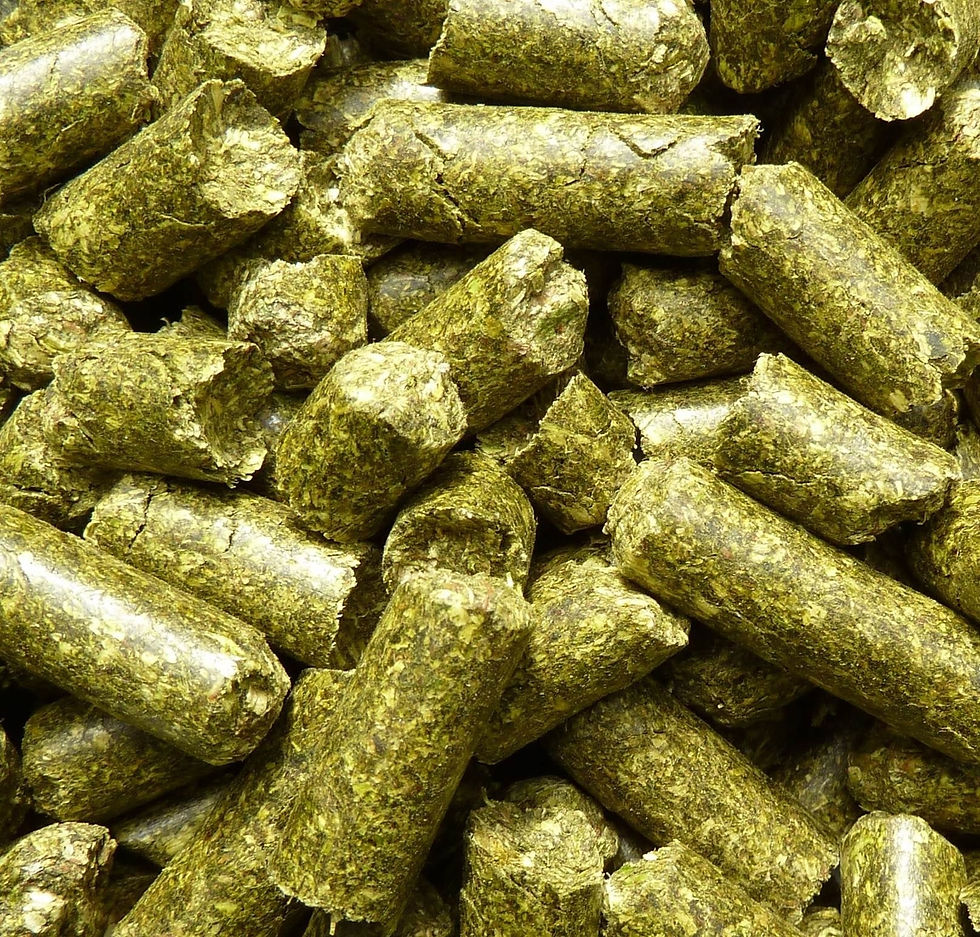 18kg Esparsette Cobs