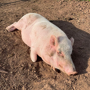 piggy.jpg