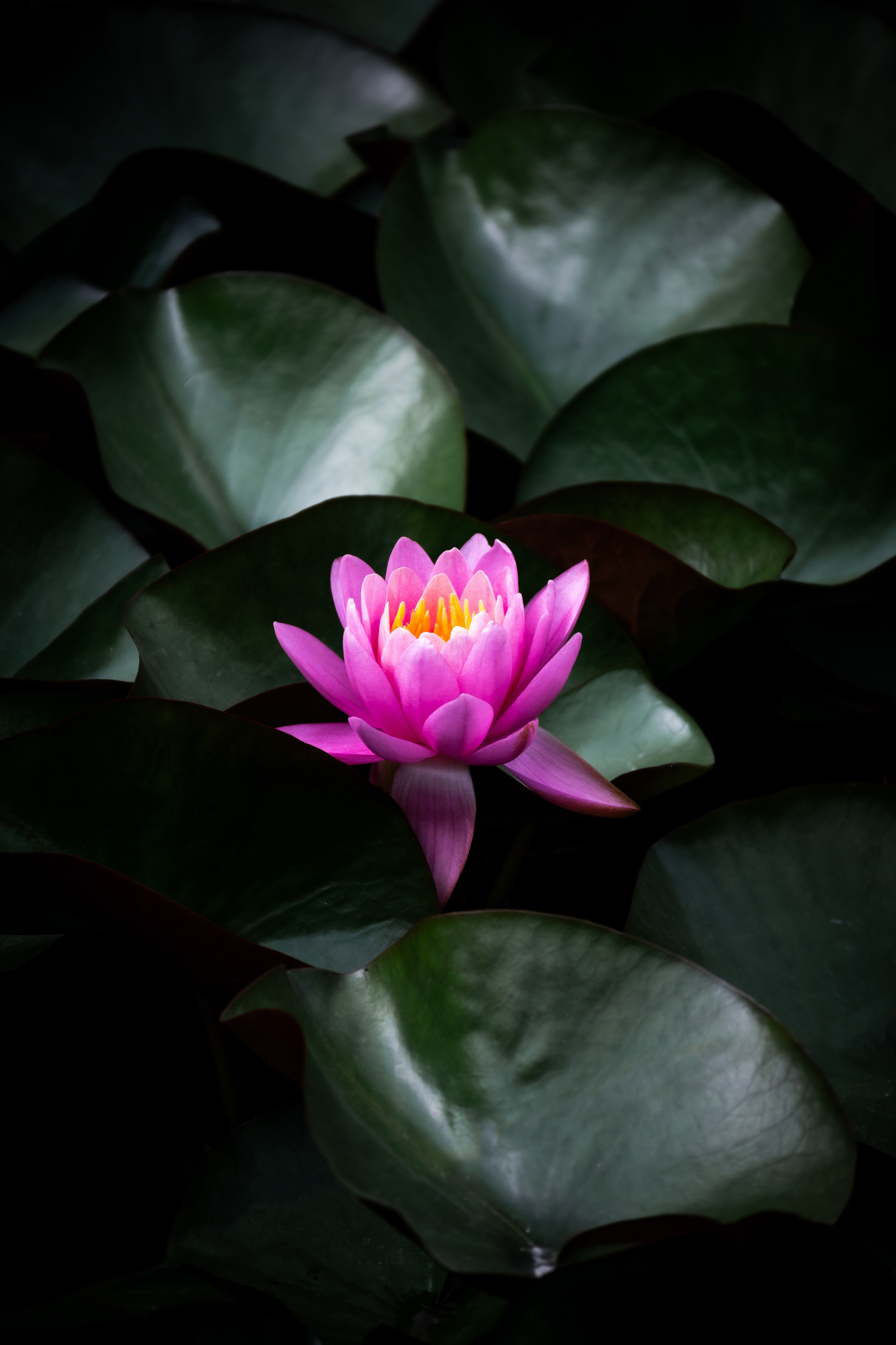 Midnight Lotus