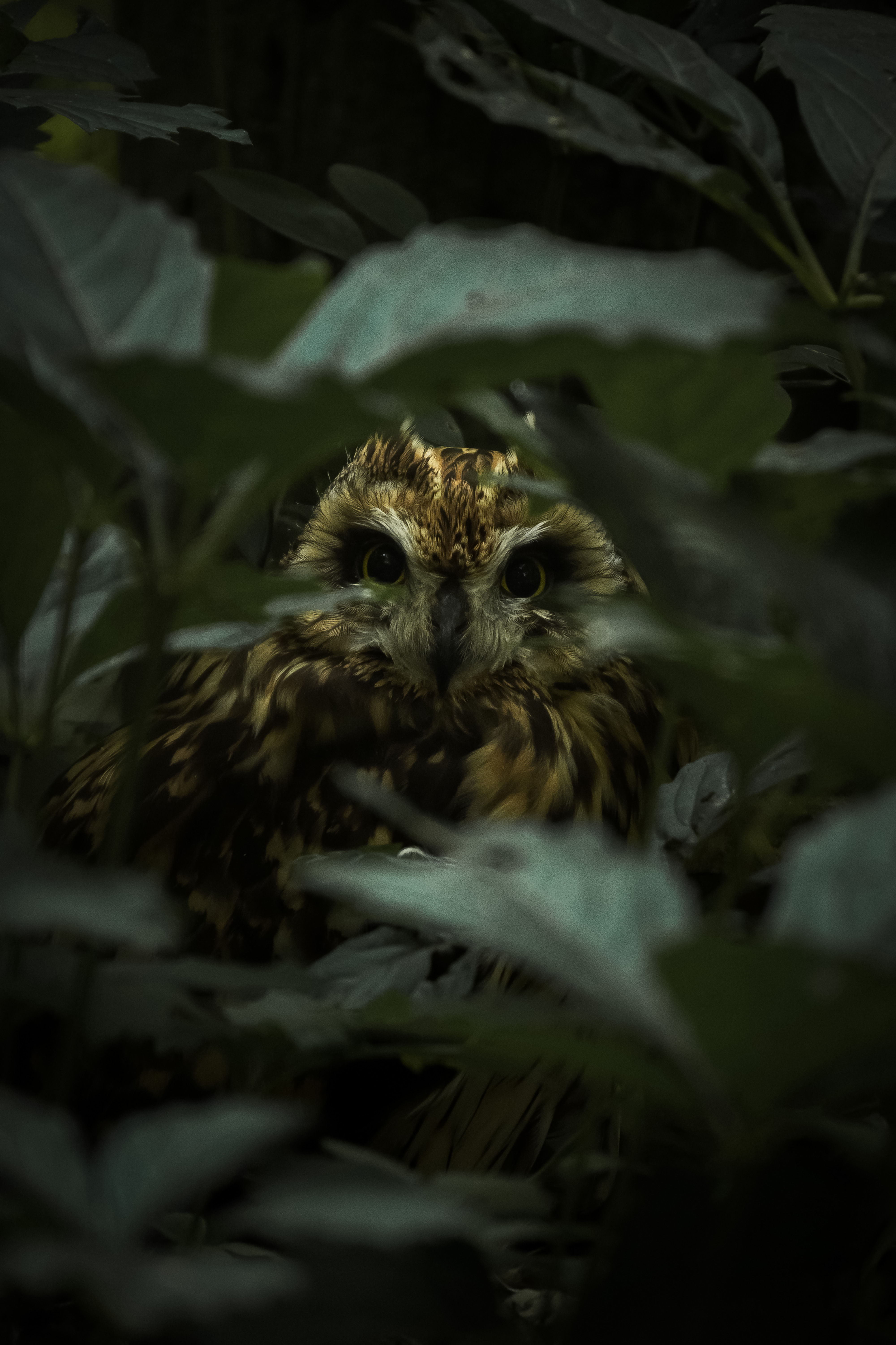 Silent Watcher