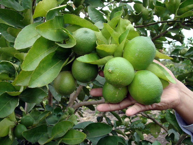 Mexican producers denounce "coyotes" in the citrus market