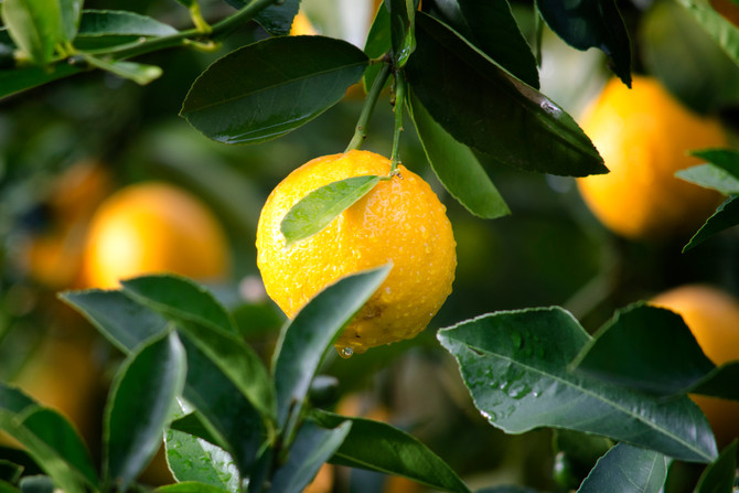 APHIS Publishes Final Rule to Allow Lemons from NW Argentina into the US