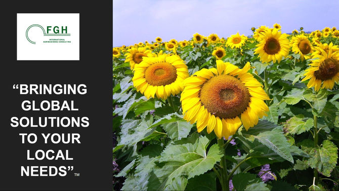Unlocking the Mexican Sunflower Seed Market: A Success Story with FGH International Agribusiness Consulting