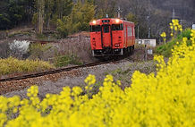菜の花の津山線