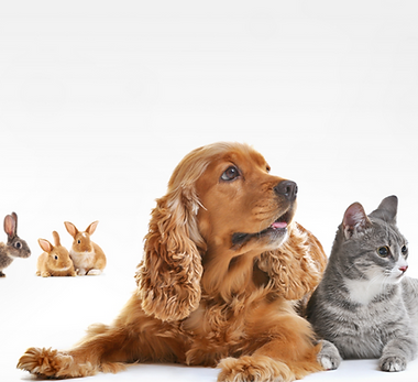 Animal Kingdom_edited_edited.png