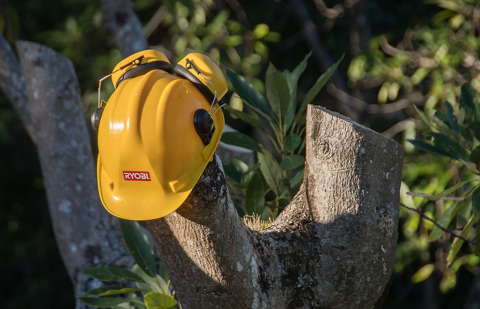 tree-3488419_1280.jpg