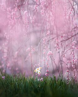 燈花｡