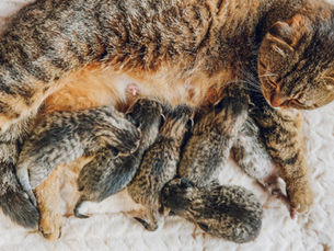 Humane Society HPE Hosts Virtual Kitten Shower