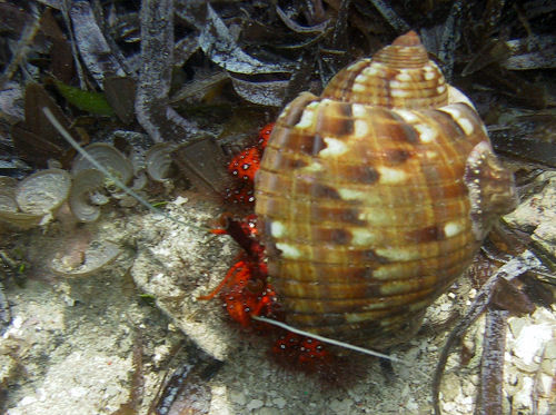 Dardanus megistos
