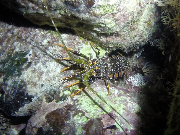 Panulirus argus