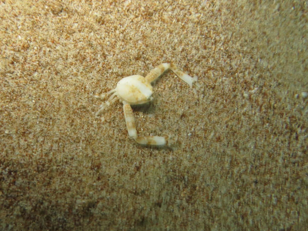 Hiplyra sp.
