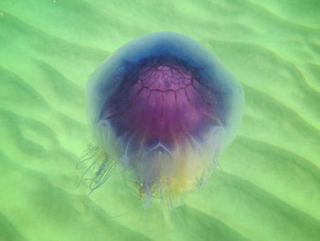 Blaue Nesselqualle (Cyanea lamarckii)