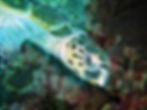 Hawksbill Eretmochelys imbricata