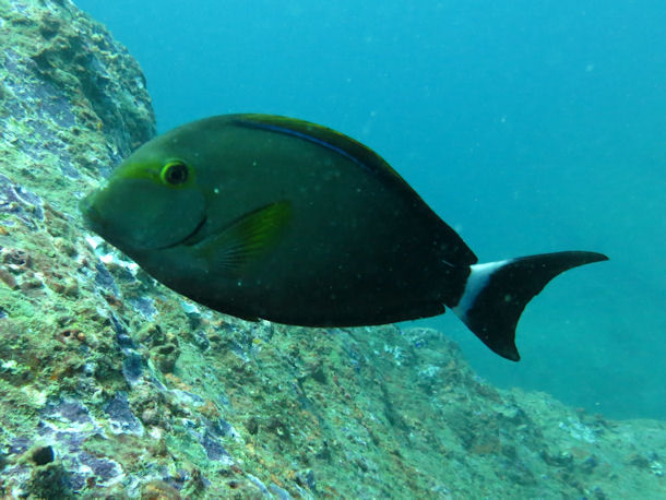 Acanthurus xanthopterus