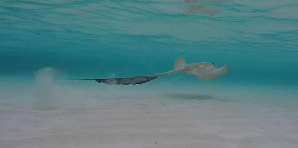 Cowtail stingray