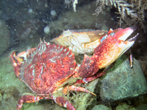 Taschenkrebs Cancer productus