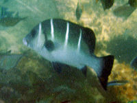 Plectorhinchus playfairi