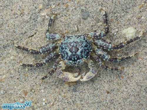 Plagusia squamosa