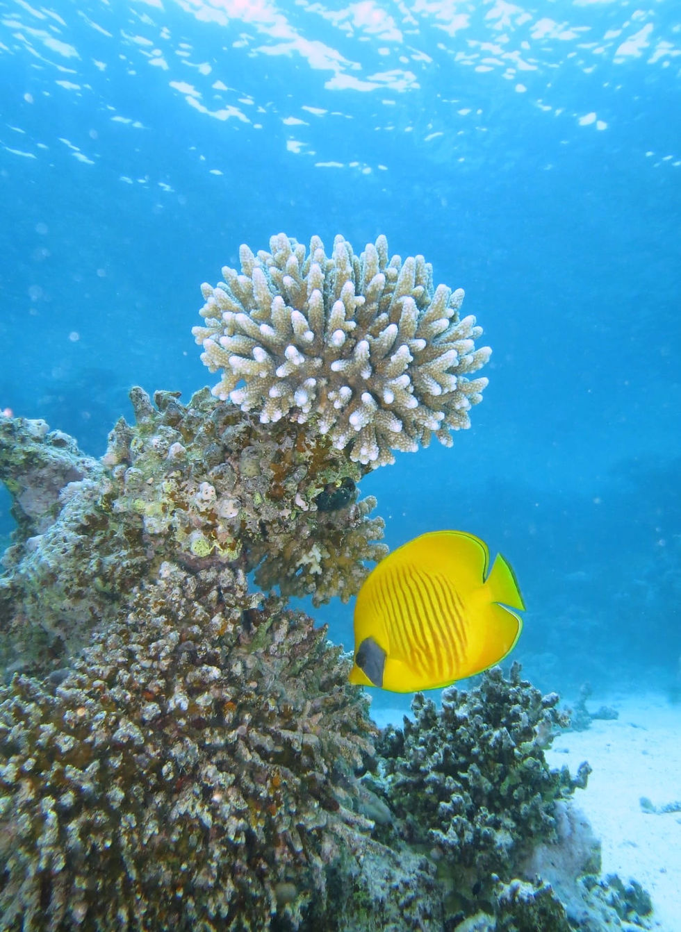 Chaetodon semilarvatus