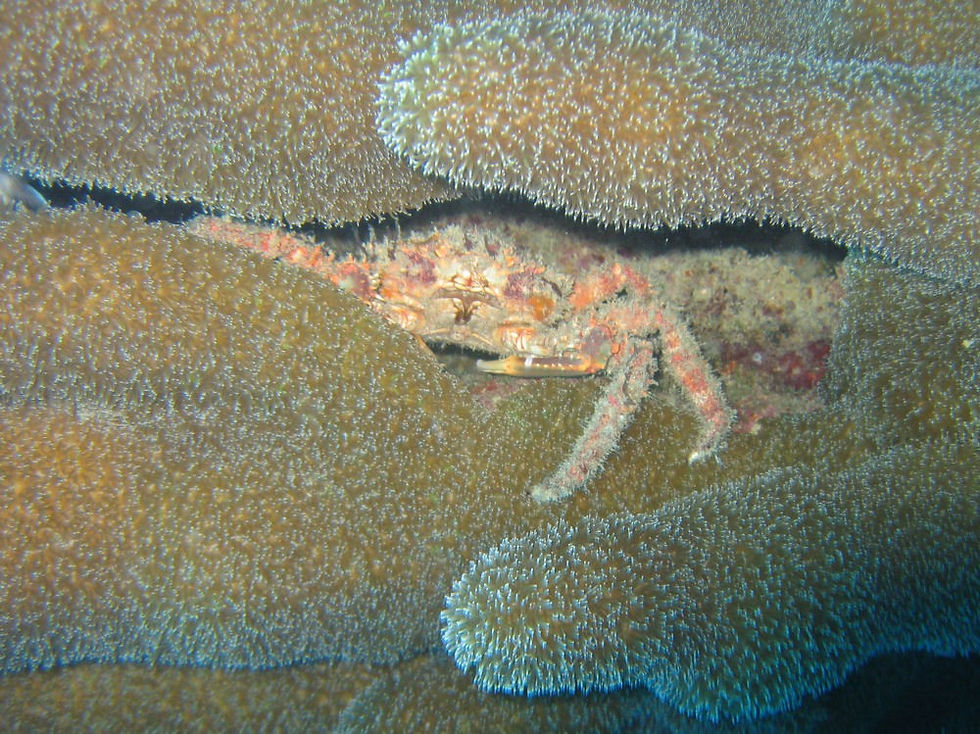 Spinnenkrabbe Maguimithrax spinosissimus