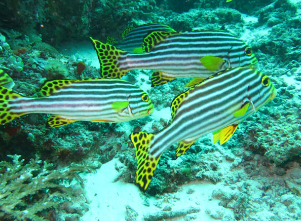 Orient-Süßlippe Plectorhinchus vittatus