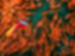 Amphiprion frenatus