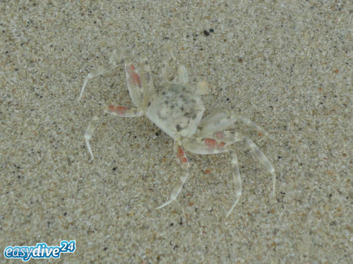 Thailand (1)