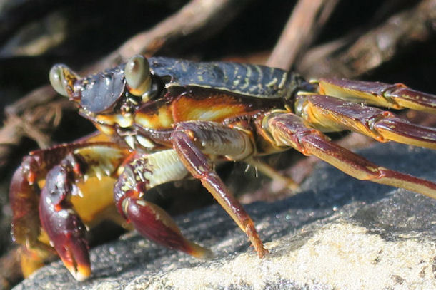 Grapsus tenuicrustatus