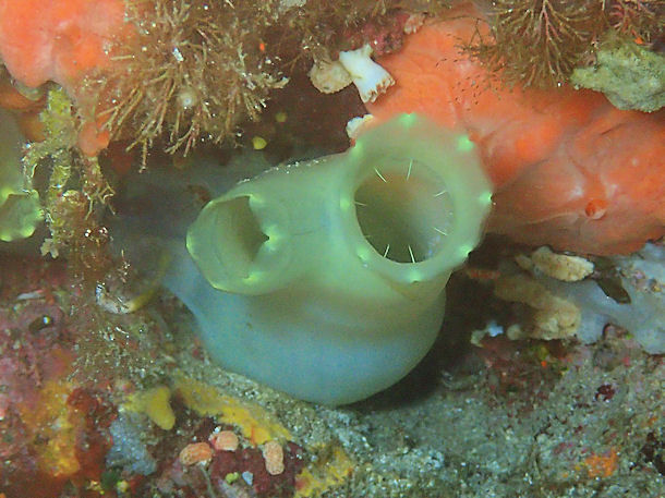 Gelbe Seescheide Ciona edwardsi