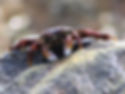 Grapsus albolineatus