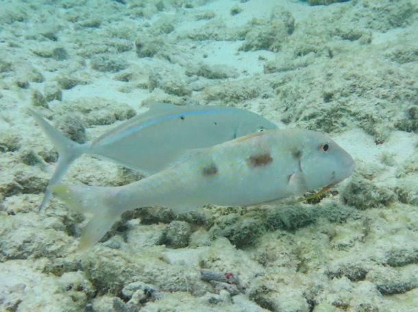 Meerbarbe Pseudupeneus maculatus