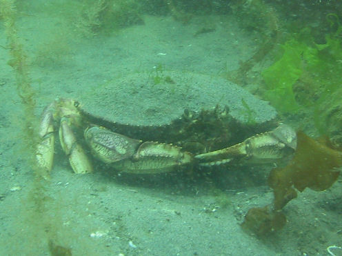 Metacarcinus magister