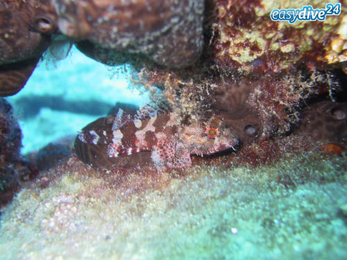 Scorpaena maderensis