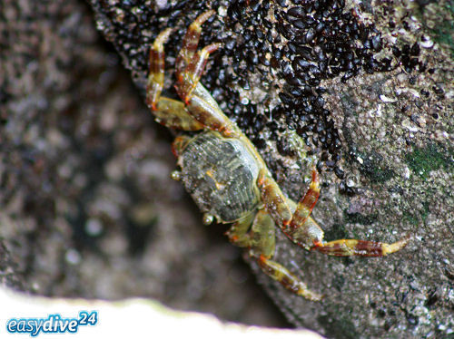 Grapsus albolineatus