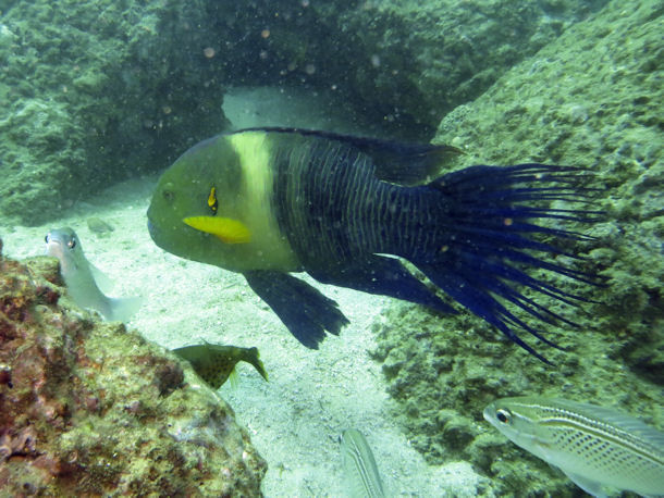 Besenschwanz-Lippfisch Cheilinus lunulatus