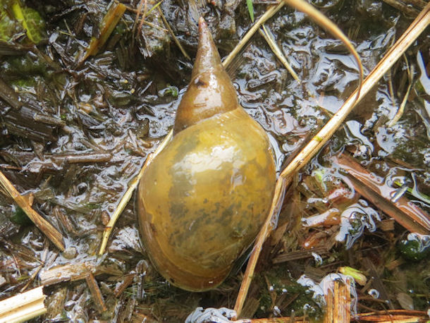 Spitzhornschnecke Lymnaea stagnalis