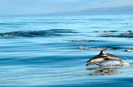 Whale Watching in Monterey