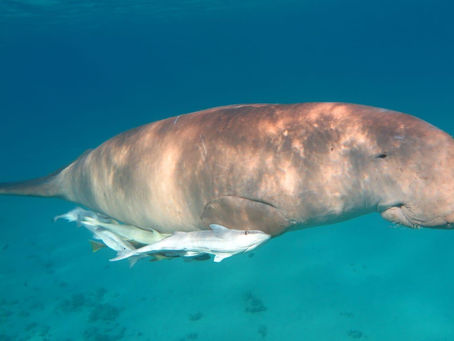 Dugong, Gabelschwanz-Seekuh (Dugong dugon)