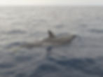 Bottlenose dolphin