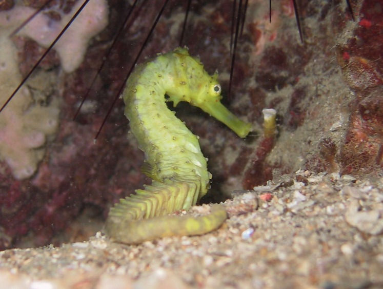 Seepferdchen (Hippocampus)