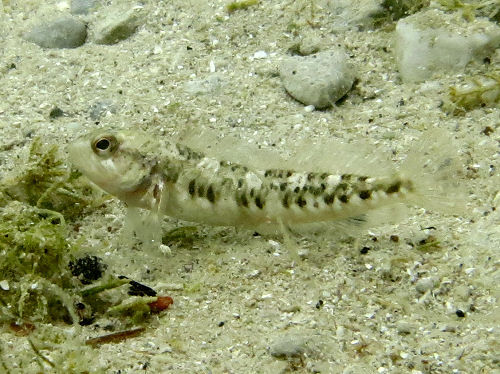 Der Kournas See: Kretas einziger natürlicher Süßwassersee